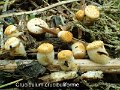 Crucibulum crucibuliforme-amf734-2